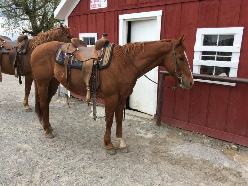 Bay QH Pleasure horse deluxe Bay Roan All Around Gelding very cowy